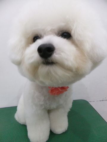 ビションフリーゼトリミング文京区ビションフリーゼカットフントヒュッテビションフリーゼこいぬ子犬東京hundehutte犬のトリミングわんちゃんハーブパック7.jpg