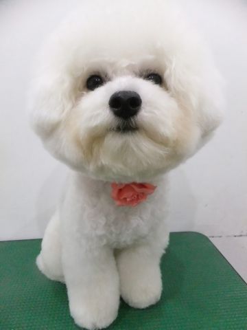 ビションフリーゼトリミング文京区ビションフリーゼカットフントヒュッテビションフリーゼこいぬ子犬東京hundehutte犬のトリミングわんちゃんハーブパック8.jpg