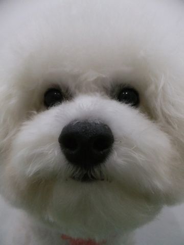ビションフリーゼトリミング文京区ビションフリーゼカットフントヒュッテビションフリーゼこいぬ子犬東京hundehutte犬のトリミングわんちゃんハーブパック10.jpg