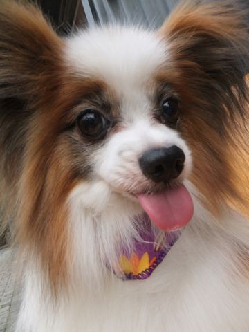 パピヨントリミング文京区パピヨンシャンプーパピヨンカットフントヒュッテビションフリーゼ子犬東京hundehutte犬のトリミング犬ハーブパック犬歯磨き.jpg