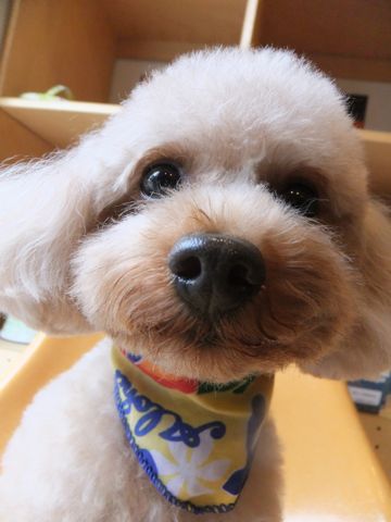 トイ・プードルトリミング文京区プードルカットフントヒュッテビションフリーゼ子犬東京hundehutte犬のトリミング犬ハーブパックトイ・プードルベアカット3.jpg