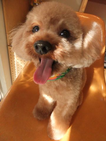 トイ・プードルトリミング文京区プードルカットフントヒュッテビションフリーゼ子犬東京hundehutte犬のトリミング犬ハーブパックトイ・プードルベアカット7.jpg