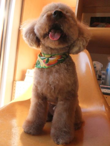 トイ・プードルトリミング文京区プードルカットフントヒュッテビションフリーゼ子犬東京hundehutte犬のトリミング犬ハーブパックトイ・プードルベアカット8.jpg
