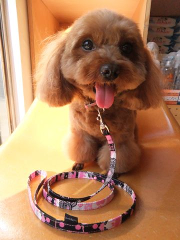 トイ・プードルトリミング文京区プードルカットフントヒュッテビションフリーゼ子犬東京hundehutte犬グッズ通販フントヒュッテオリジナル首輪リードハーネス.jpg