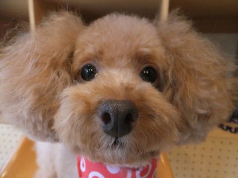 トイ・プードルトリミングフントヒュッテ文京区ナノオゾンバブルオゾンペットシャワー除菌脱臭皮膚改善ナノバブルオゾン温水シャワーナノオゾン温浴19.jpg