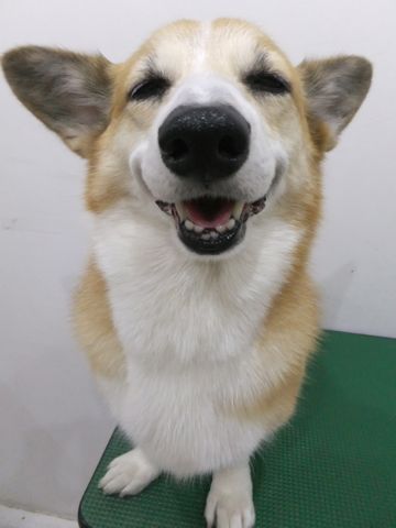 コーギートリミング文京区コーギーシャンプーフントヒュッテ東京hundehutteトリミングナノオゾンバブルオゾンペットシャワーコーギートリミング部分カット.jpg
