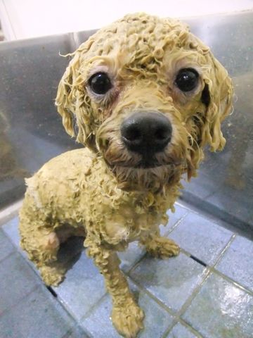 ビションフリーゼトリミング文京区フントヒュッテビションフリーゼこいぬ情報ビション東京hundehutteトリミングナノオゾンペットシャワーハーブパック48.jpg
