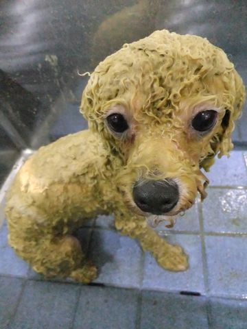 ビションフリーゼトリミング文京区フントヒュッテビションフリーゼこいぬ情報ビション東京hundehutteトリミングナノオゾンペットシャワーハーブパック49.jpg