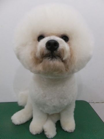 ビションフリーゼトリミング文京区フントヒュッテビションフリーゼこいぬ情報ビション東京hundehutteトリミングナノオゾンペットシャワーハーブパック50.jpg