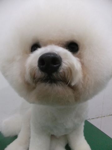 ビションフリーゼトリミング文京区フントヒュッテビションフリーゼこいぬ情報ビション東京hundehutteトリミングナノオゾンペットシャワーハーブパック51.jpg