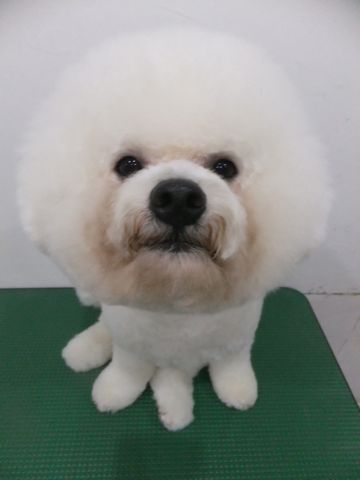 ビションフリーゼトリミング文京区フントヒュッテビションフリーゼこいぬ情報ビション東京hundehutteトリミングナノオゾンペットシャワーハーブパック52.jpg