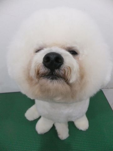 ビションフリーゼトリミング文京区フントヒュッテビションフリーゼこいぬ情報ビション東京hundehutteトリミングナノオゾンペットシャワーハーブパック53.jpg