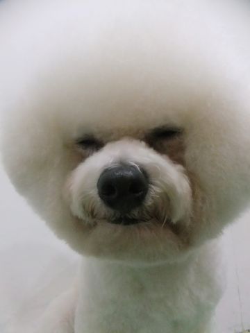 ビションフリーゼトリミング文京区フントヒュッテビションフリーゼこいぬ情報ビション東京hundehutteトリミングナノオゾンペットシャワーハーブパック54.jpg