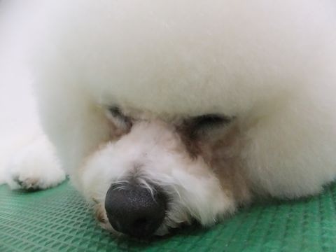 ビションフリーゼトリミング文京区フントヒュッテビションフリーゼこいぬ情報ビション東京hundehutteトリミングナノオゾンペットシャワーハーブパック55.jpg