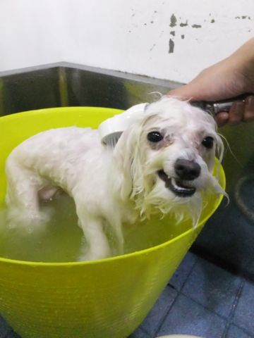 ビションフリーゼトリミング文京区フントヒュッテビションフリーゼこいぬ情報ビション東京hundehutteトリミングナノオゾンペットシャワーハーブパック66.jpg