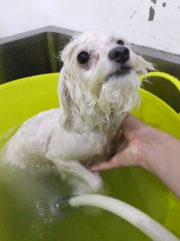ビションフリーゼトリミング文京区フントヒュッテビションフリーゼこいぬ情報ビション東京hundehutteトリミングナノオゾンペットシャワーハーブパック67.jpg