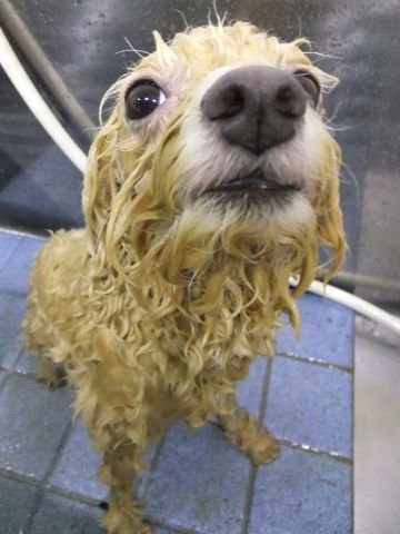 ビションフリーゼトリミング文京区フントヒュッテビションフリーゼこいぬ情報ビション東京hundehutteトリミングナノオゾンペットシャワーハーブパック69.jpg