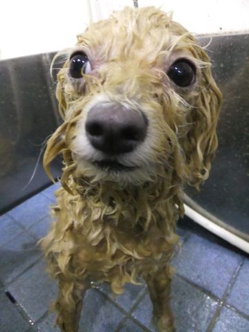 ビションフリーゼトリミング文京区フントヒュッテビションフリーゼこいぬ情報ビション東京hundehutteトリミングナノオゾンペットシャワーハーブパック70.jpg
