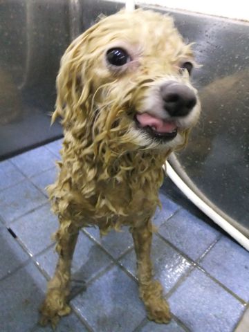 ビションフリーゼトリミング文京区フントヒュッテビションフリーゼこいぬ情報ビション東京hundehutteトリミングナノオゾンペットシャワーハーブパック71.jpg