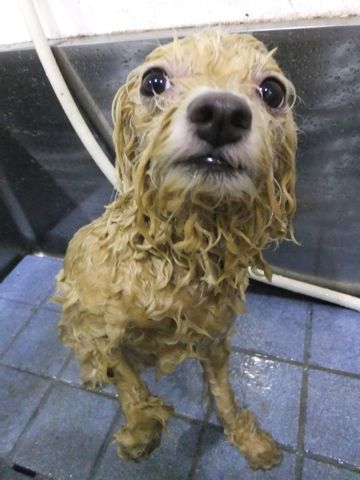 ビションフリーゼトリミング文京区フントヒュッテビションフリーゼこいぬ情報ビション東京hundehutteトリミングナノオゾンペットシャワーハーブパック72.jpg