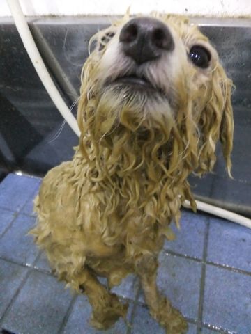 ビションフリーゼトリミング文京区フントヒュッテビションフリーゼこいぬ情報ビション東京hundehutteトリミングナノオゾンペットシャワーハーブパック73.jpg