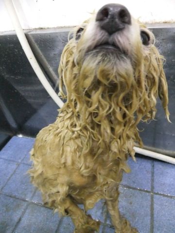 ビションフリーゼトリミング文京区フントヒュッテビションフリーゼこいぬ情報ビション東京hundehutteトリミングナノオゾンペットシャワーハーブパック74.jpg