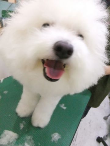 ビションフリーゼトリミング文京区フントヒュッテビションフリーゼこいぬ情報ビション東京hundehutteトリミングナノオゾンペットシャワーハーブパック75.jpg