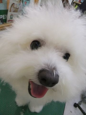 ビションフリーゼトリミング文京区フントヒュッテビションフリーゼこいぬ情報ビション東京hundehutteトリミングナノオゾンペットシャワーハーブパック77.jpg