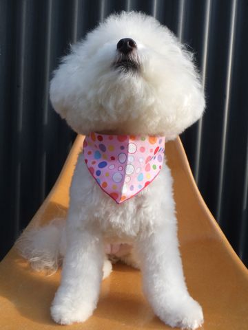 ビションフリーゼトリミング文京区フントヒュッテビションフリーゼこいぬ情報ビション東京hundehutteトリミングナノオゾンペットシャワーハーブパック78.jpg