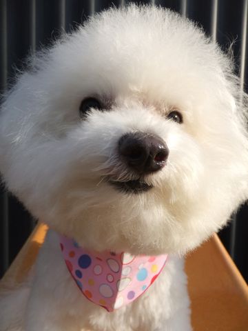 ビションフリーゼトリミング文京区フントヒュッテビションフリーゼこいぬ情報ビション東京hundehutteトリミングナノオゾンペットシャワーハーブパック79.jpg