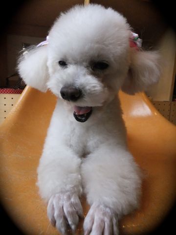 トイ・プードルトリミング文京区フントヒュッテプードルカットベアカット東京hundehutteトリミングナノオゾンペットシャワーデンタルケア犬歯垢歯石除去2.jpg