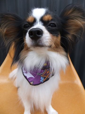 パピヨントリミング文京区フントヒュッテパピヨンシャンプーカット東京hundehutte犬ハーブパックトリミングナノオゾンペットシャワーデンタルケア犬歯磨き7.jpg