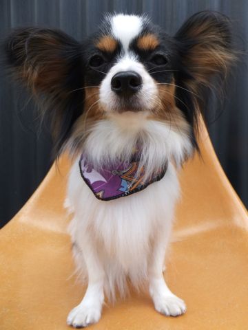 パピヨントリミング文京区フントヒュッテパピヨンシャンプーカット東京hundehutte犬ハーブパックトリミングナノオゾンペットシャワーデンタルケア犬歯磨き8.jpg