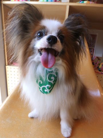 パピヨントリミング文京区フントヒュッテパピヨンシャンプー東京hundehutte犬ハーブパックトリミングナノオゾンペットシャワー使用店デンタルケア犬歯磨き1.jpg
