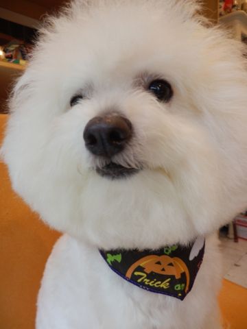 ビションフリーゼトリミング文京区フントヒュッテ東京ナノオゾンペットシャワー使用店ハーブパック犬デンタルケア犬歯磨きhundehutteビションカットビション子犬1.jpg