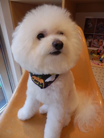 ビションフリーゼトリミング文京区フントヒュッテ東京ナノオゾンペットシャワー使用店ハーブパック犬デンタルケア犬歯磨きhundehutteビションカットビション子犬2.jpg