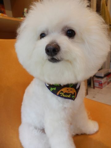 ビションフリーゼトリミング文京区フントヒュッテ東京ナノオゾンペットシャワー使用店ハーブパック犬デンタルケア犬歯磨きhundehutteビションカットビション子犬3.jpg