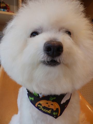 ビションフリーゼトリミング文京区フントヒュッテ東京ナノオゾンペットシャワー使用店ハーブパック犬デンタルケア犬歯磨きhundehutteビションカットビション子犬5.jpg