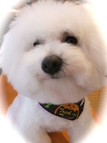 ビションフリーゼトリミング文京区フントヒュッテ東京ナノオゾンペットシャワー使用店ハーブパック犬デンタルケア犬歯磨きhundehutteビションカットビション子犬6.jpg