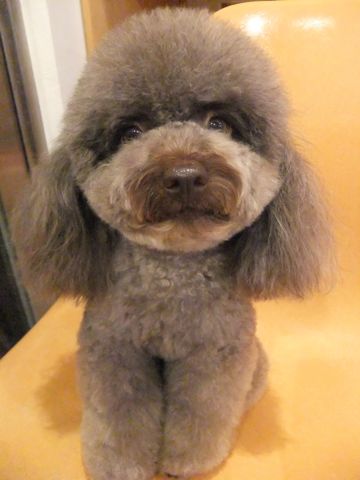 トイプードルトリミング文京区フントヒュッテ東京ナノオゾンペットシャワー使用店ハーブパック犬歯磨き犬デンタルケアhundehutteトイ・プードルカット1.jpg