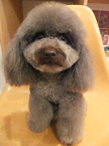 トイプードルトリミング文京区フントヒュッテ東京ナノオゾンペットシャワー使用店ハーブパック犬歯磨き犬デンタルケアhundehutteトイ・プードルカット3.jpg
