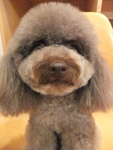 トイプードルトリミング文京区フントヒュッテ東京ナノオゾンペットシャワー使用店ハーブパック犬歯磨き犬デンタルケアhundehutteトイ・プードルカット5.jpg