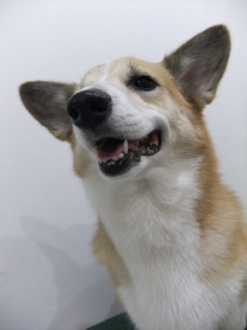 コーギートリミング文京区フントヒュッテ東京ナノオゾンペットシャワー使用店ハーブパック犬歯磨き犬デンタルケアhundehutteコーギーシャンプー部分カット4.jpg