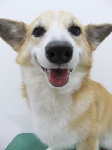 コーギートリミング文京区フントヒュッテ東京ナノオゾンペットシャワー使用店ハーブパック犬歯磨き犬デンタルケアhundehutteコーギーシャンプー部分カット7.jpg