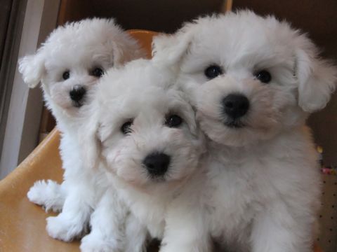 ビションフリーゼフントヒュッテ東京ビションフリーゼこいぬ情報子犬情報ビション赤ちゃんhundehutteビションフリーゼおとこのこビションフリーゼおんなのこ1.jpg