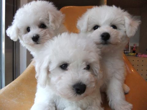 ビションフリーゼフントヒュッテ東京ビションフリーゼこいぬ情報子犬情報ビション赤ちゃんhundehutteビションフリーゼおとこのこビションフリーゼおんなのこ2.jpg