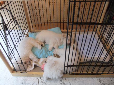 ビションフリーゼフントヒュッテ東京ビションフリーゼこいぬ情報子犬情報ビション赤ちゃんhundehutteビションフリーゼおとこのこビションフリーゼおんなのこ6.jpg