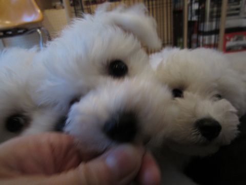 ビションフリーゼフントヒュッテ東京ビションフリーゼこいぬ情報子犬情報ビション赤ちゃんhundehutteビションフリーゼこいぬブラッシング犬わんこ日頃のお手入れ11.jpg