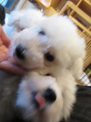 ビションフリーゼフントヒュッテ東京ビションフリーゼこいぬ情報子犬情報ビション赤ちゃんhundehutteビションフリーゼこいぬブラッシング犬わんこ日頃のお手入れ12.jpg