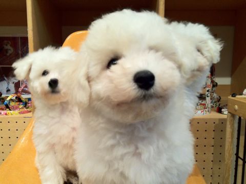 ビションフリーゼフントヒュッテ東京ビションフリーゼこいぬ情報子犬情報ビション赤ちゃんhundehutteビションフリーゼおとこのこビションフリーゼおんなのこ19.jpg